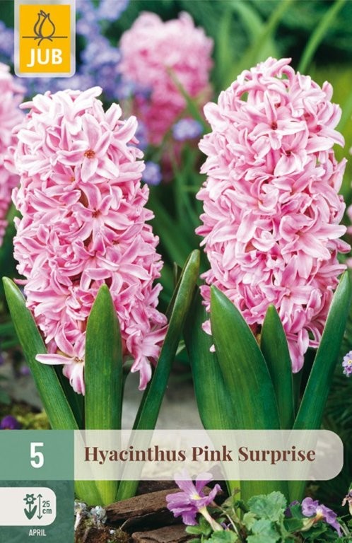 Zumbuli lukovice Pink Surprise 5/1