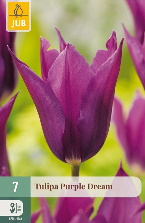 Lale lukovice Purple dream 7/1