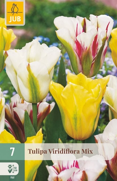 Lale lukovice Virdiflora mix 7/1