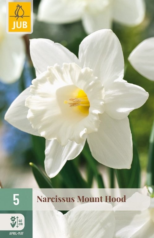 Narcisi lukovice Mount Hood 5/1
