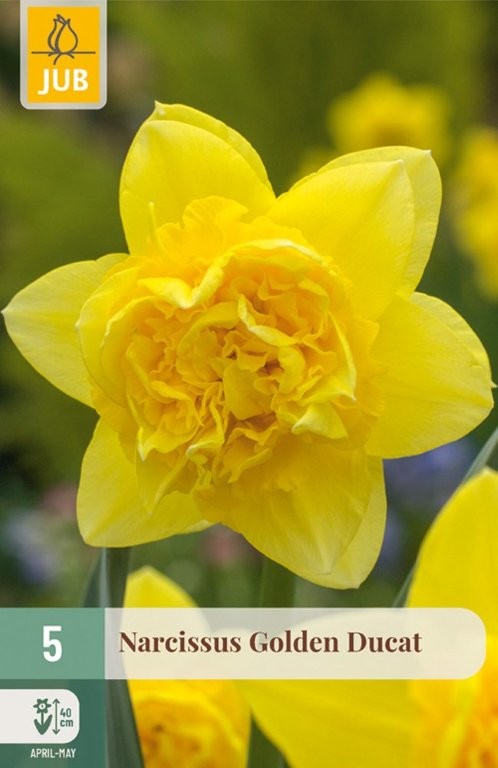 Narcisi lukovice Golden Ducat 5/1