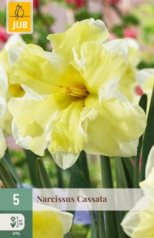 Narcisi Cassata 5/1