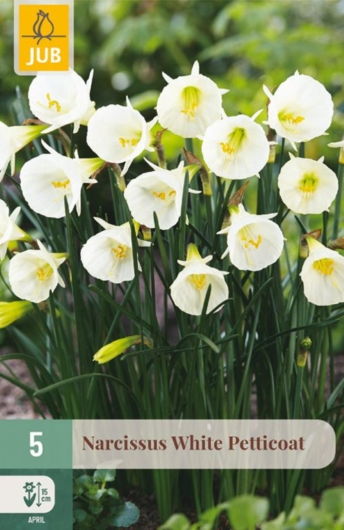 Narcisi lukovice White Pettitcoat 5/1