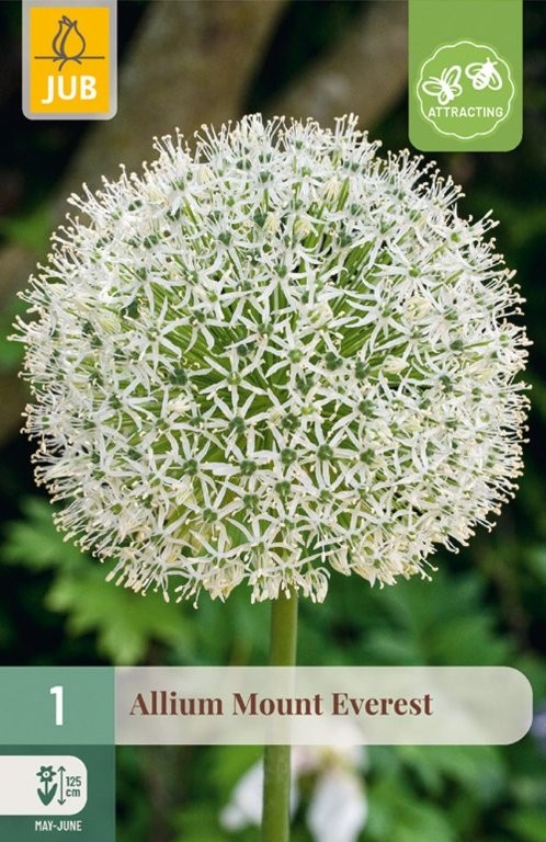 Alium lukovice Mount Everest 1/1