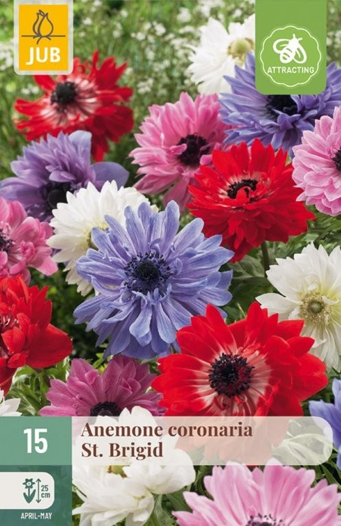 Anemone coronaria St. Brigid 15/1