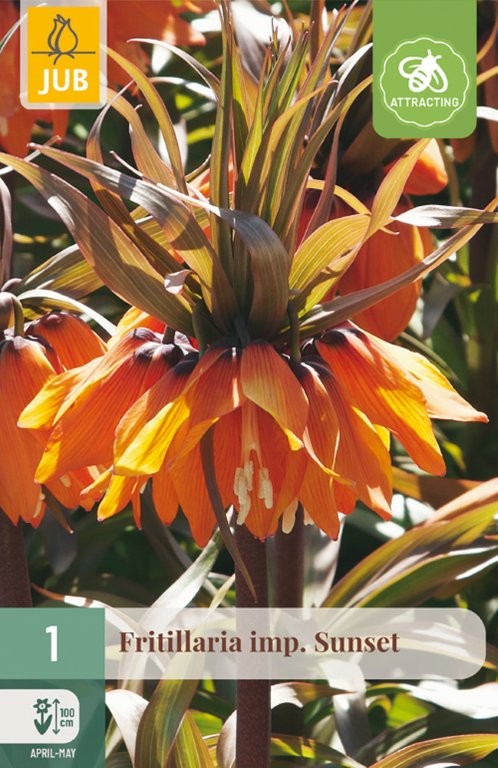 Fritilaria lukovice Sunset 1/1
