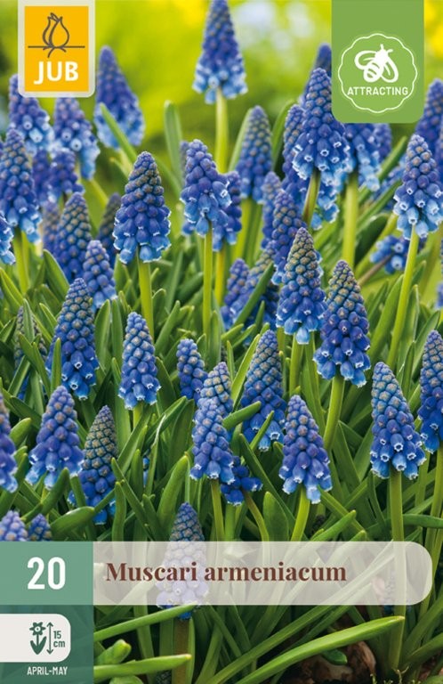 Muscari lukovice armeniacum 20/1