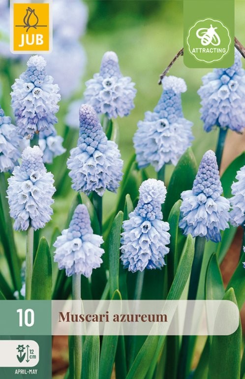 Muscari lukovice Azureum 10/1