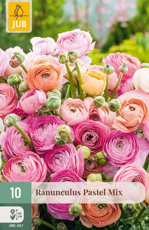 Ranunkulus lukovice Pastel mix 10/1