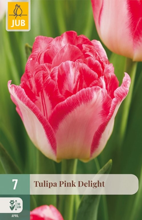 Lale lukovice Pink delight 7/1