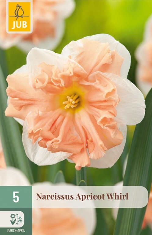 Narcisi lukovice Apricot whirl 51