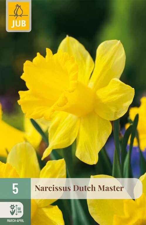 Narcisi lukovice Dutch Master 5/1