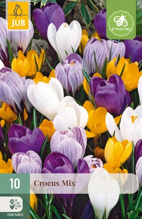 Krokusi lukovice Large flowering Mix 10/1