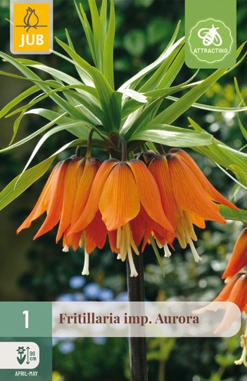 Fritillaria lukovice imp. Aurora 1/1