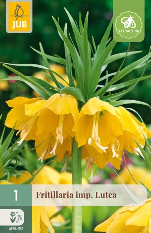 Fritillaria lukovice Lutea 1/1