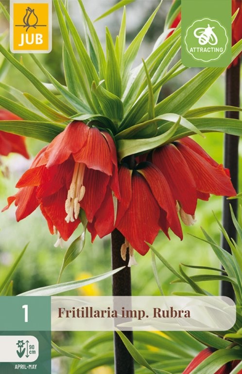 Fritillaria lukovice imp. Rubra 1/1