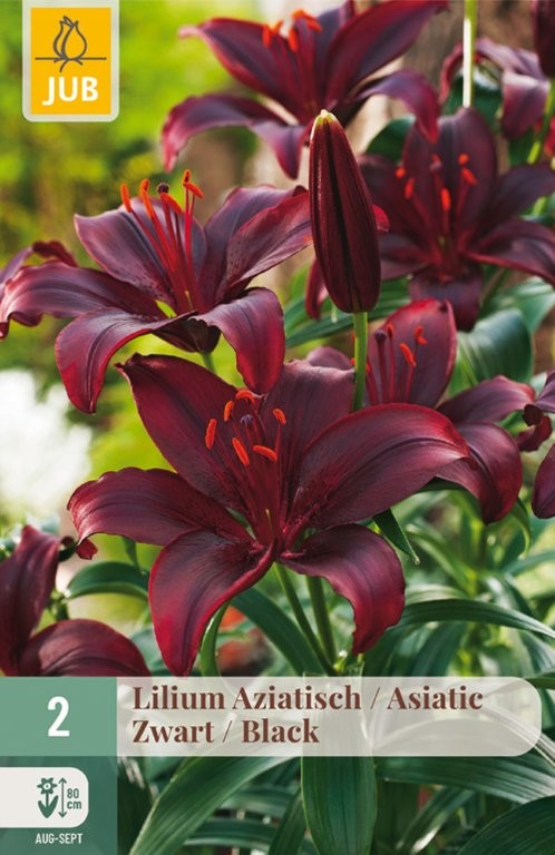 Ljiljani lukovice Asiatic Black 2/1