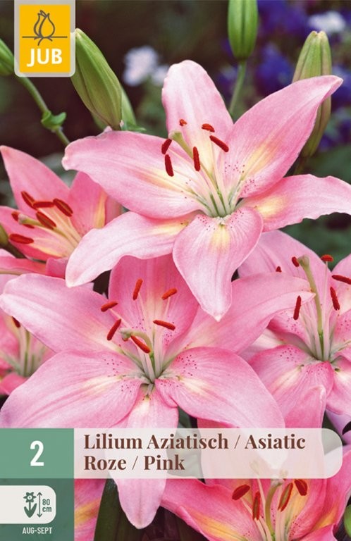 Ljiljani lukovice Asiatic Pink 2/1