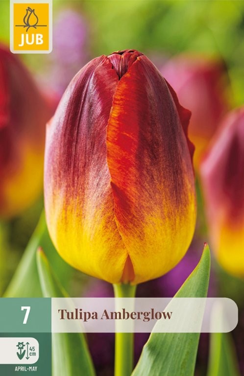 Lale Amber glow 7/1