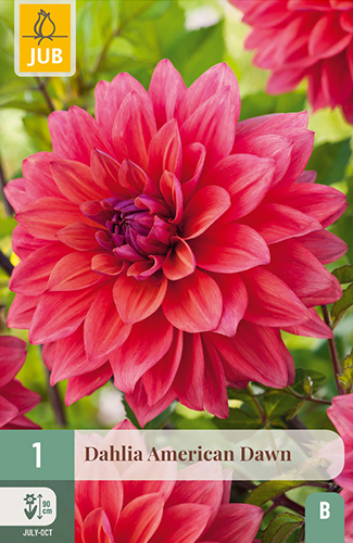 1 DAHLIA AMERICAN DAWN