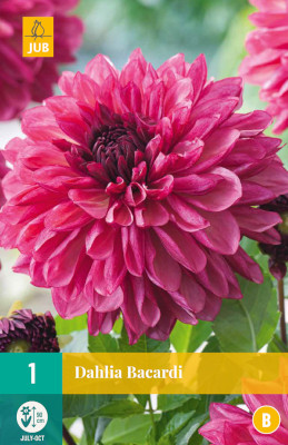 1 DAHLIA BACARDI