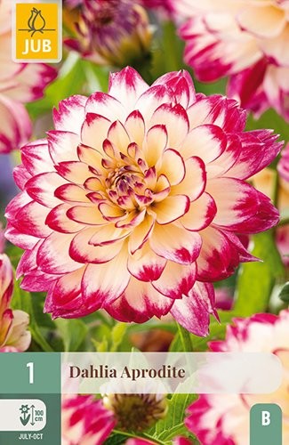 1 DAHLIA APHRODITE