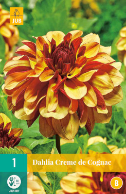 1 DAHLIA CREME DE COGNAC