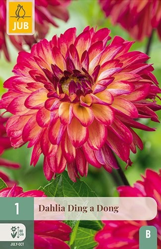 1 DAHLIA DING A DONG
