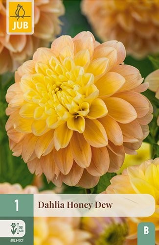 1 DAHLIA HONEY DEW