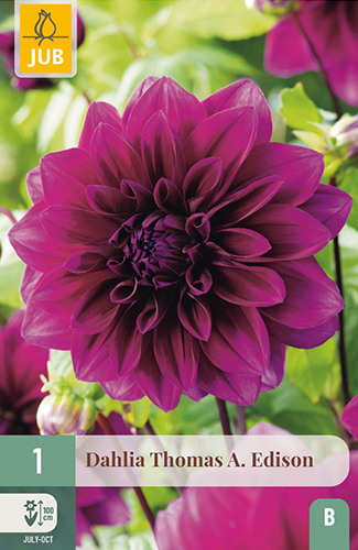 1 DAHLIA THOMAS A. EDISON