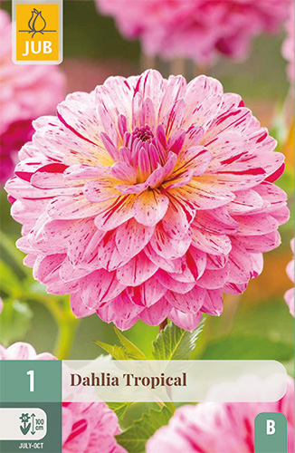 1 DAHLIA TROPICAL