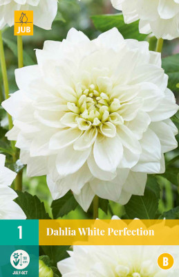 1 DAHLIA WHITE PERFECTION