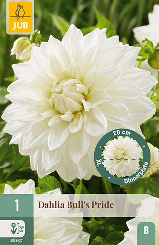 1 DAHLIA BULL'S PRIDE
