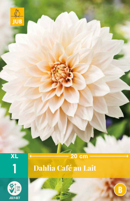 1 DAHLIA CAFE AU LAIT
