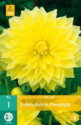 1 DAHLIA KELVIN FLOODLIGHT