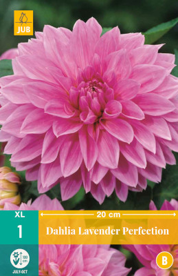 1 DAHLIA LAVENDER PERFECTION