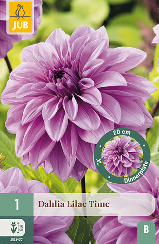 1 DAHLIA LILAC TIME
