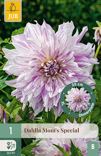 1 DAHLIA MOM'S SPECIAL