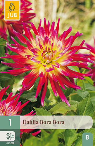 1 DAHLIA BORA BORA