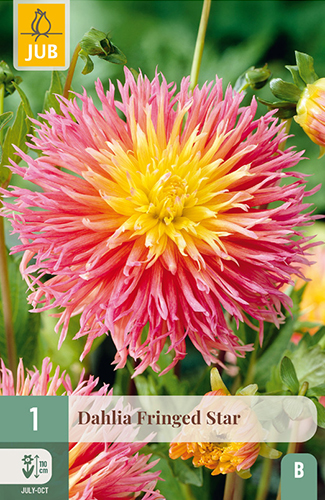1 DAHLIA FRINGED STAR