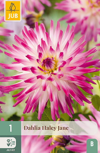 1 DAHLIA HAYLEY JANE