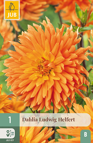 1 DAHLIA LUDWIG HELFERT