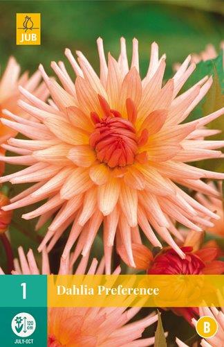 1 DAHLIA PREFERENCE