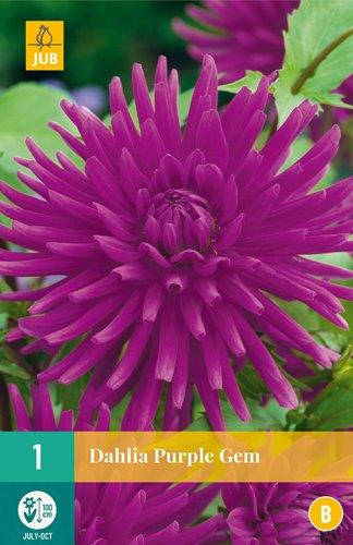 1 DAHLIA PURPLE GEM