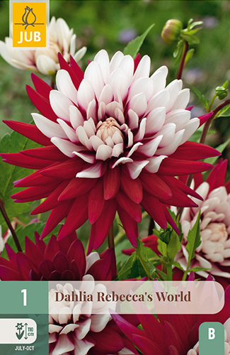 1 DAHLIA REBECCA'S WORLD