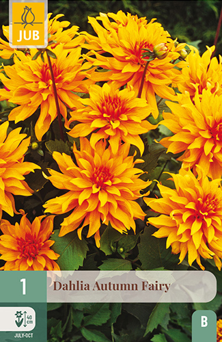 1 DAHLIA AUTUMN FAIRY