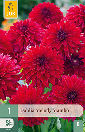 1 DAHLIA MELODY MAMBO