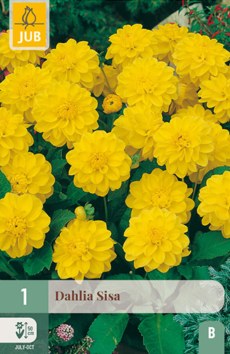 1 DAHLIA SISA