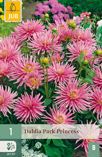 1 DAHLIA PARK PRINCESS