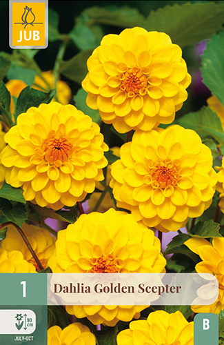 1 DAHLIA GOLDEN SCEPTER